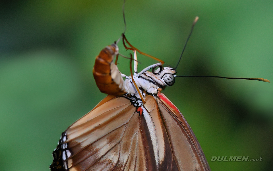 Julia butterfly (female, Dryas iulia)